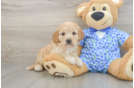 Mini Goldendoodle Pup Being Cute