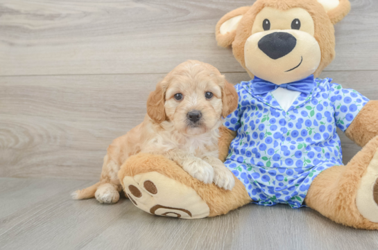 Mini Goldendoodle Pup Being Cute