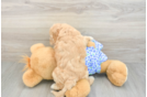Best Mini Goldendoodle Baby
