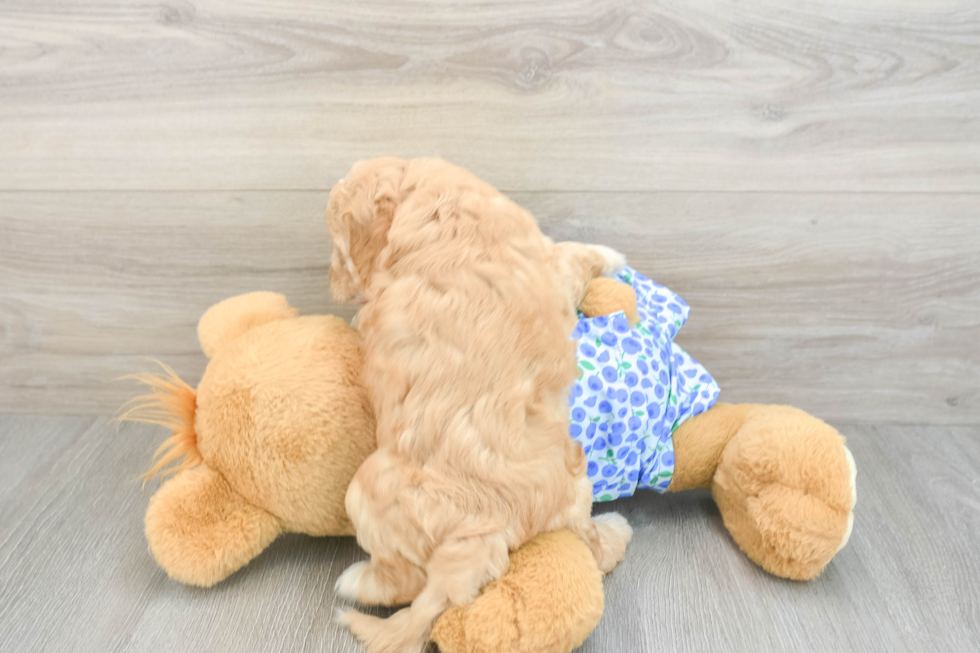 Best Mini Goldendoodle Baby