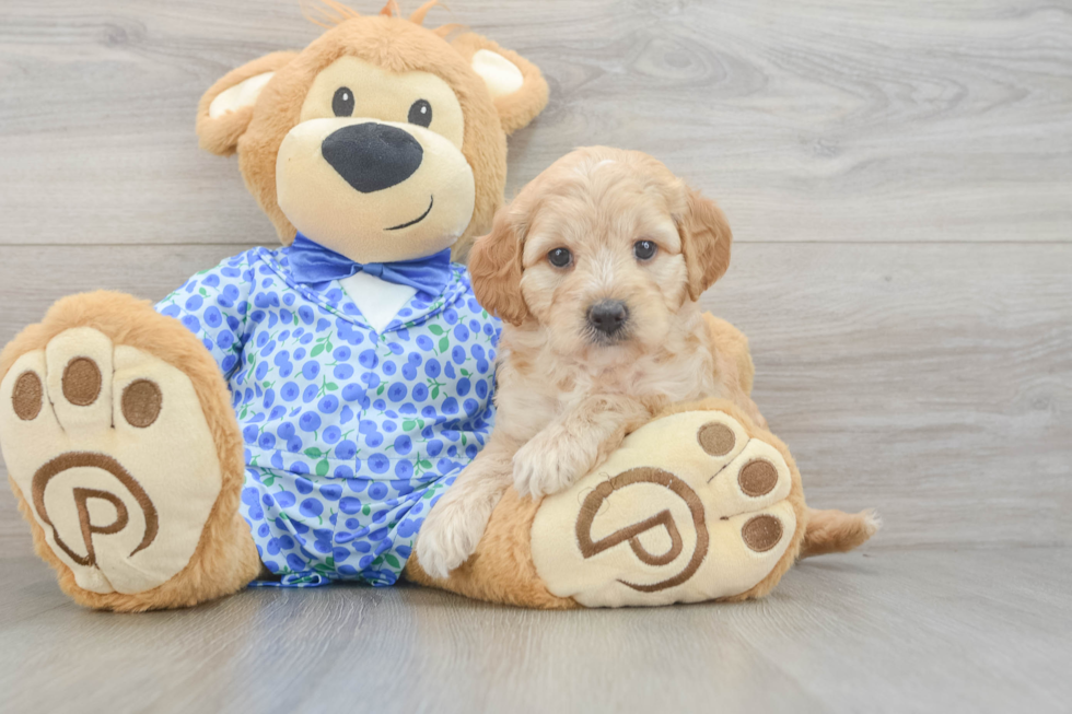 Mini Goldendoodle Puppy for Adoption
