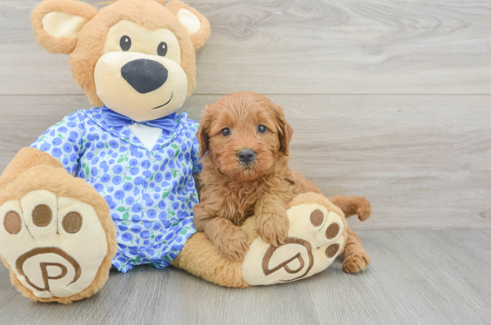 5 week old Mini Goldendoodle Puppy For Sale - Lone Star Pups