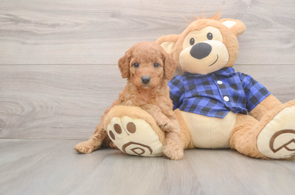 5 week old Mini Goldendoodle Puppy For Sale - Lone Star Pups
