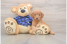 Hypoallergenic Mini Goldiepoo Poodle Mix Puppy