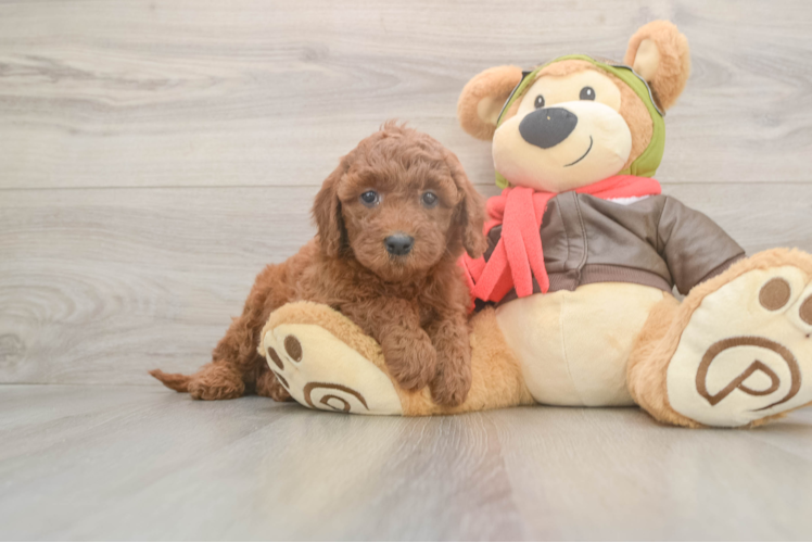 Mini Goldendoodle Pup Being Cute