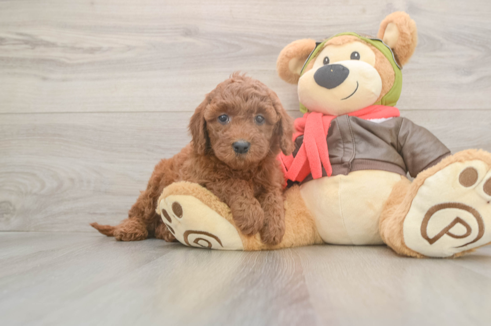5 week old Mini Goldendoodle Puppy For Sale - Lone Star Pups