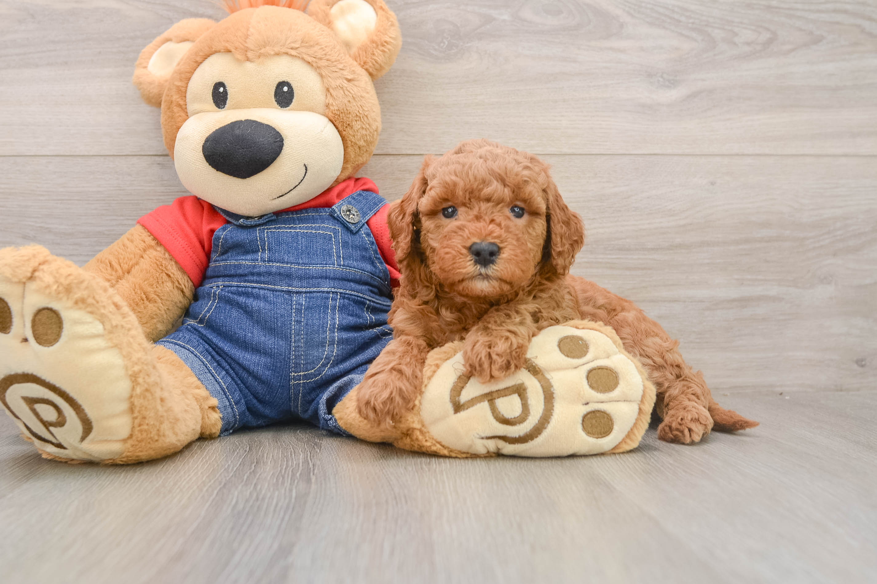 Best Mini Goldendoodle Baby