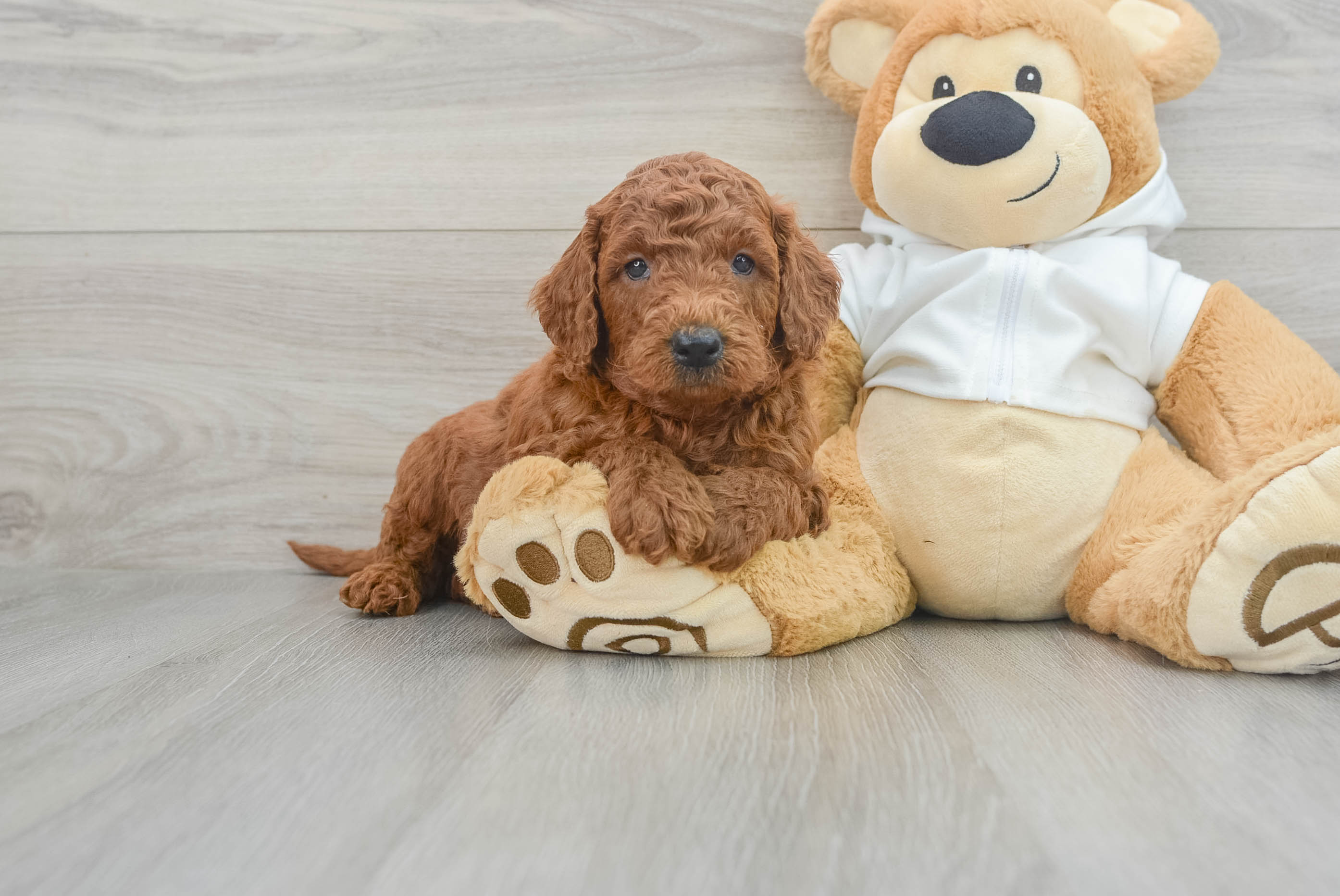 Mini Goldendoodle Puppy for Adoption