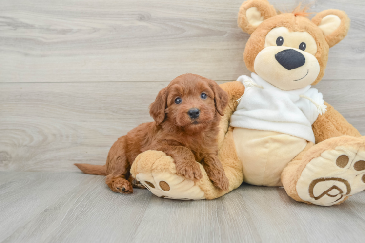 Playful Mini Groodle Poodle Mix Puppy