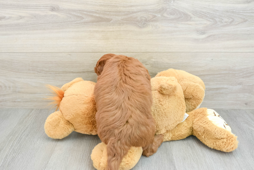 Mini Goldendoodle Pup Being Cute