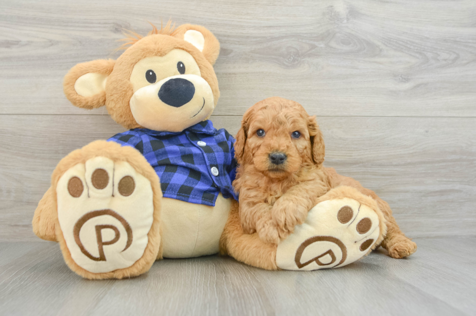 5 week old Mini Goldendoodle Puppy For Sale - Lone Star Pups