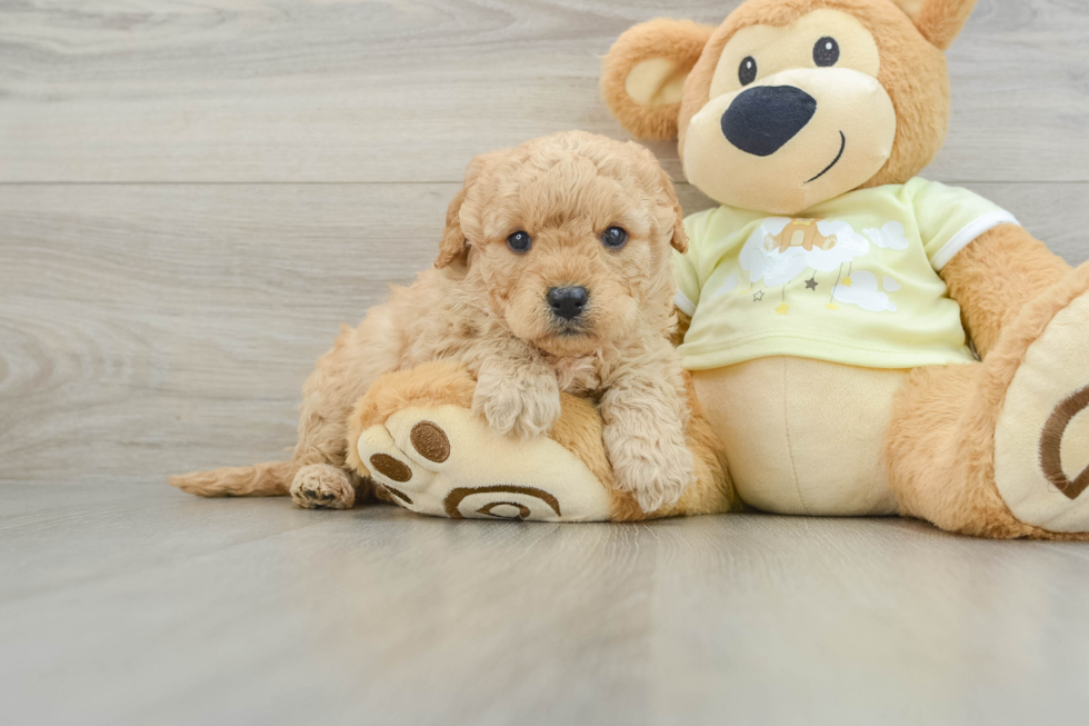 Sweet Mini Goldendoodle Baby