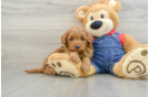 Best Mini Goldendoodle Baby