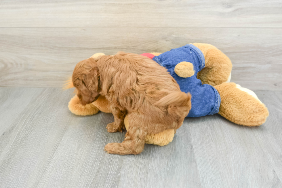 Best Mini Goldendoodle Baby