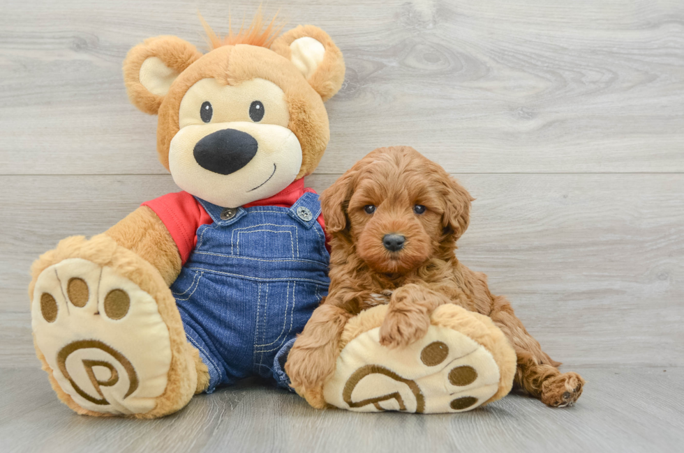 6 week old Mini Goldendoodle Puppy For Sale - Lone Star Pups