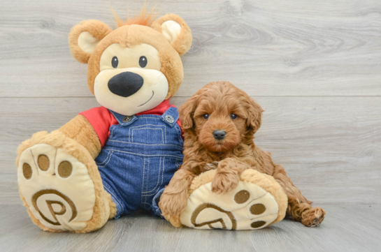 Small Mini Goldendoodle Baby