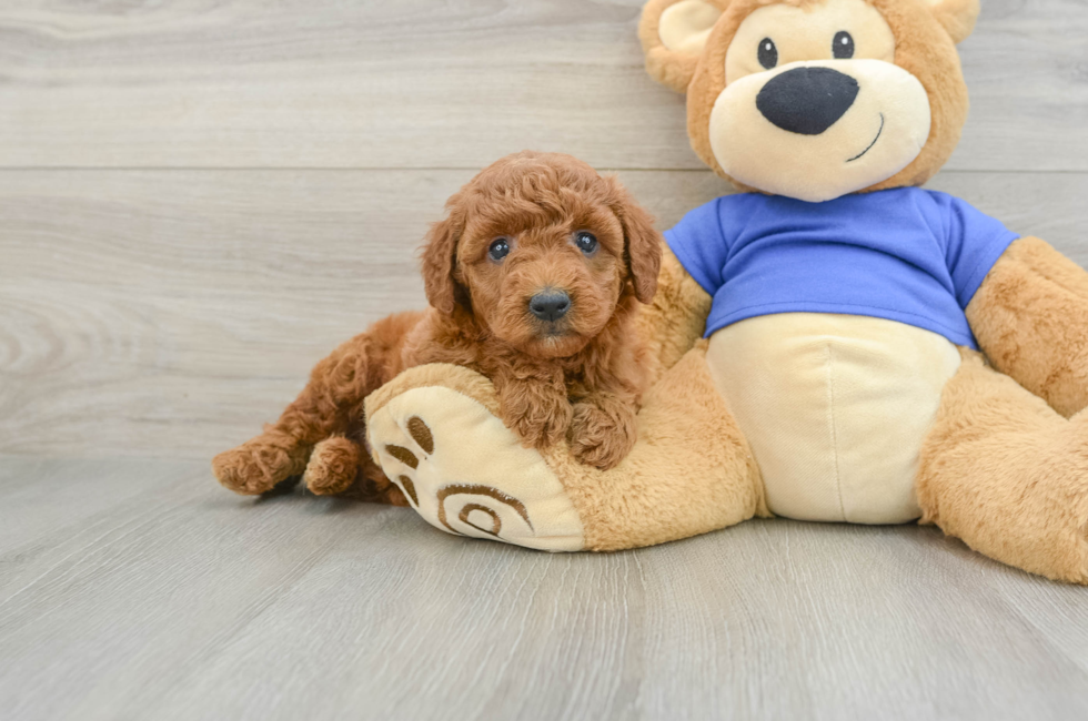 5 week old Mini Goldendoodle Puppy For Sale - Lone Star Pups