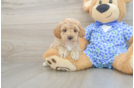 Mini Goldendoodle Puppy for Adoption