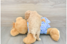 Mini Goldendoodle Pup Being Cute