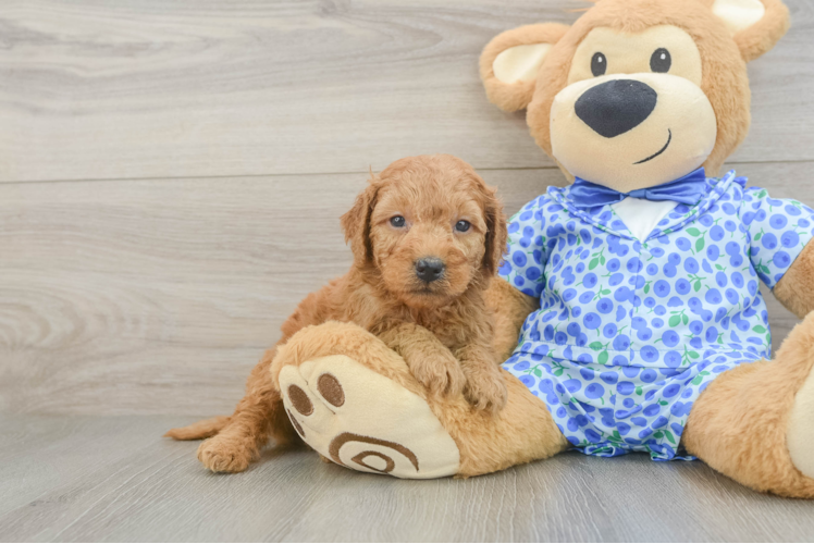 Mini Goldendoodle Puppy for Adoption