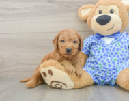 8 week old Mini Goldendoodle Puppy For Sale - Lone Star Pups