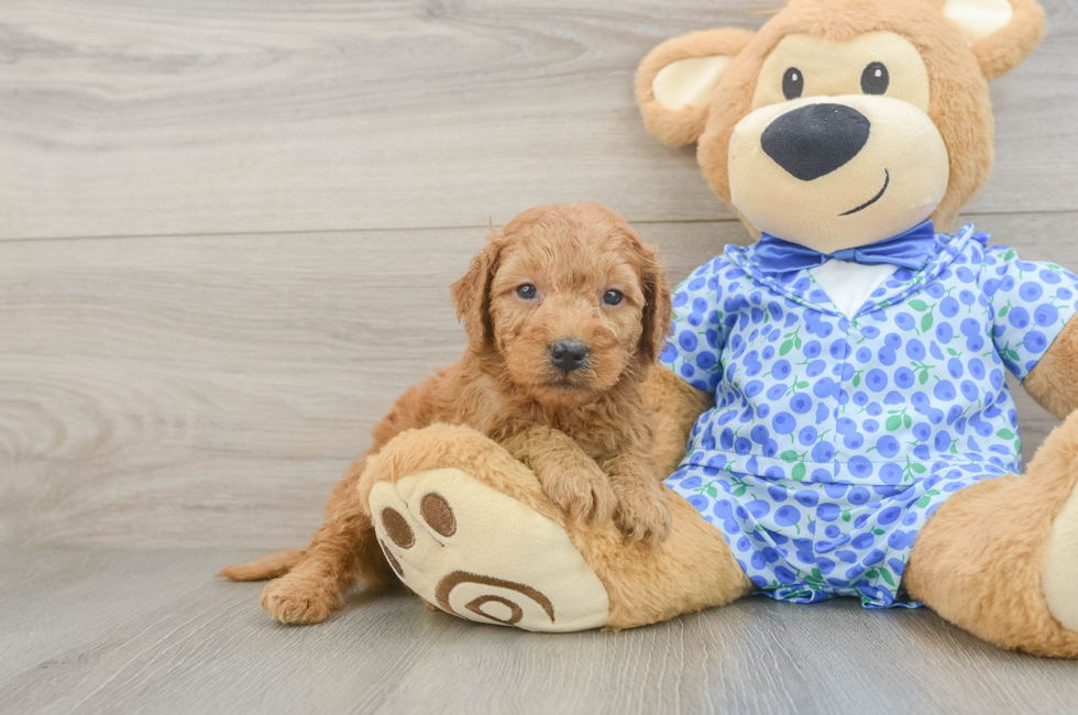 5 week old Mini Goldendoodle Puppy For Sale - Lone Star Pups