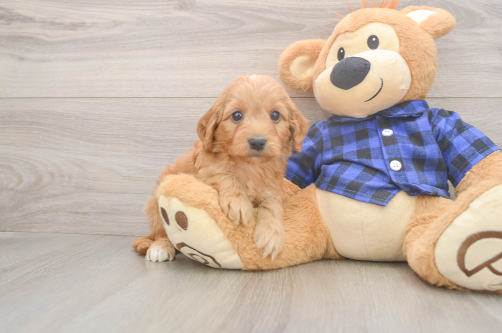 5 week old Mini Goldendoodle Puppy For Sale - Lone Star Pups