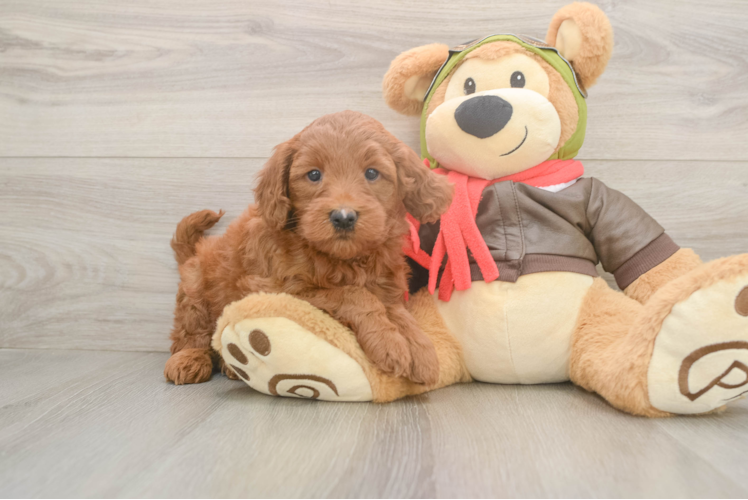 Mini Goldendoodle Puppy for Adoption
