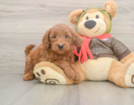 5 week old Mini Goldendoodle Puppy For Sale - Lone Star Pups