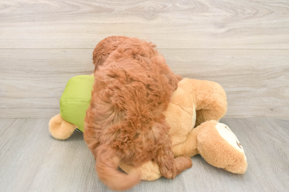 Mini Goldendoodle Pup Being Cute