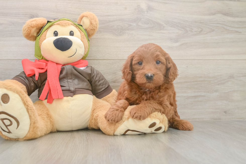 Mini Goldendoodle Puppy for Adoption