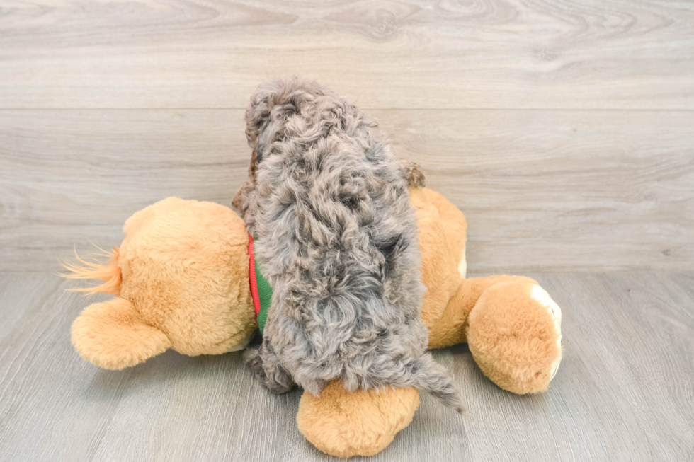 Mini Goldendoodle Pup Being Cute