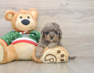 5 week old Mini Goldendoodle Puppy For Sale - Lone Star Pups