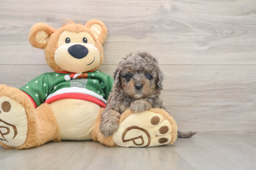 5 week old Mini Goldendoodle Puppy For Sale - Lone Star Pups