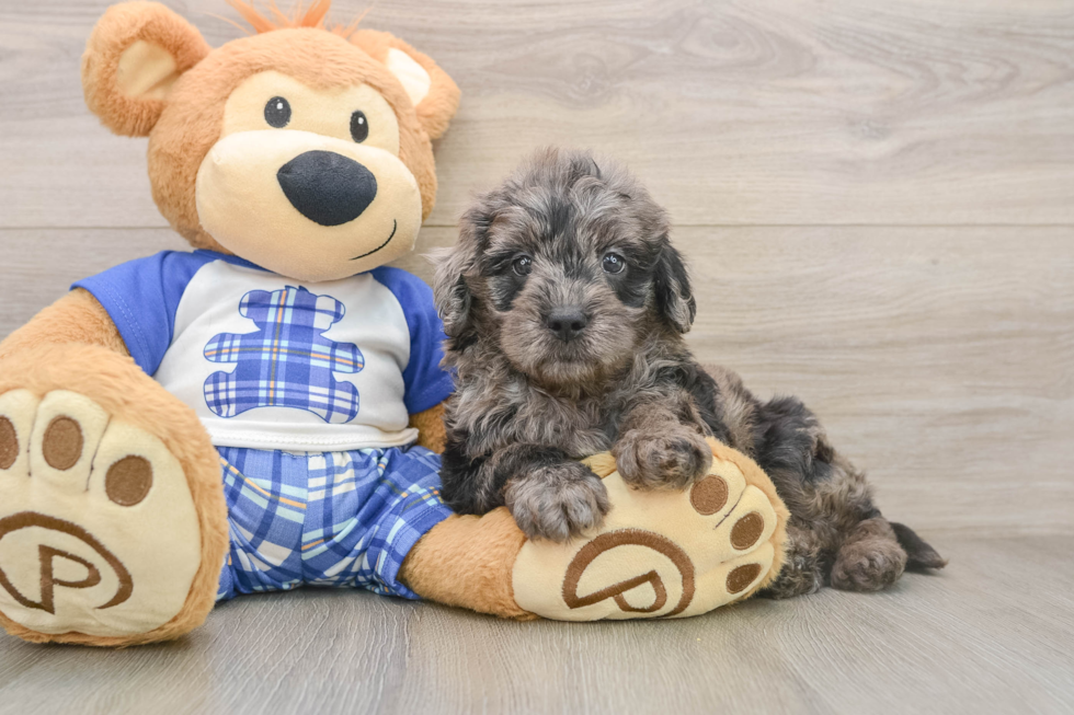 Best Mini Goldendoodle Baby