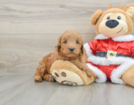 6 week old Mini Goldendoodle Puppy For Sale - Lone Star Pups