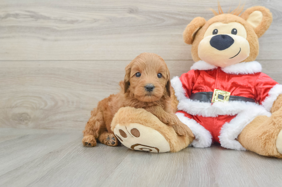 5 week old Mini Goldendoodle Puppy For Sale - Lone Star Pups