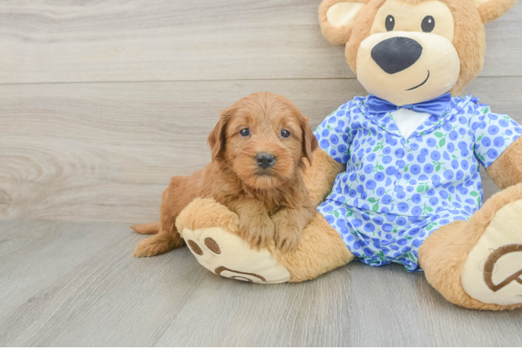 Petite Mini Goldendoodle Poodle Mix Pup