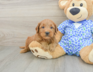 8 week old Mini Goldendoodle Puppy For Sale - Lone Star Pups
