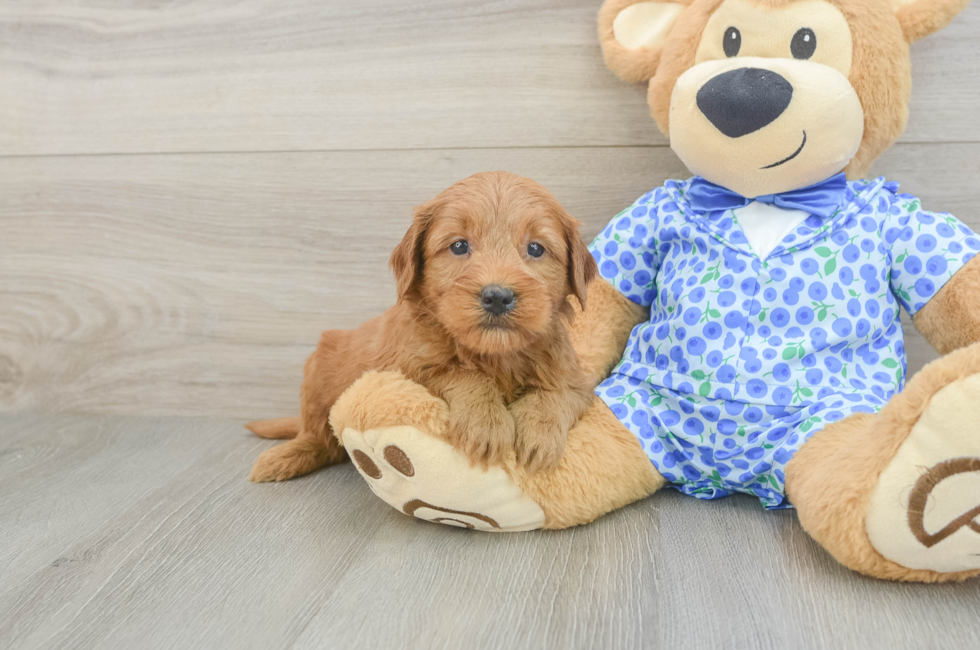 5 week old Mini Goldendoodle Puppy For Sale - Lone Star Pups