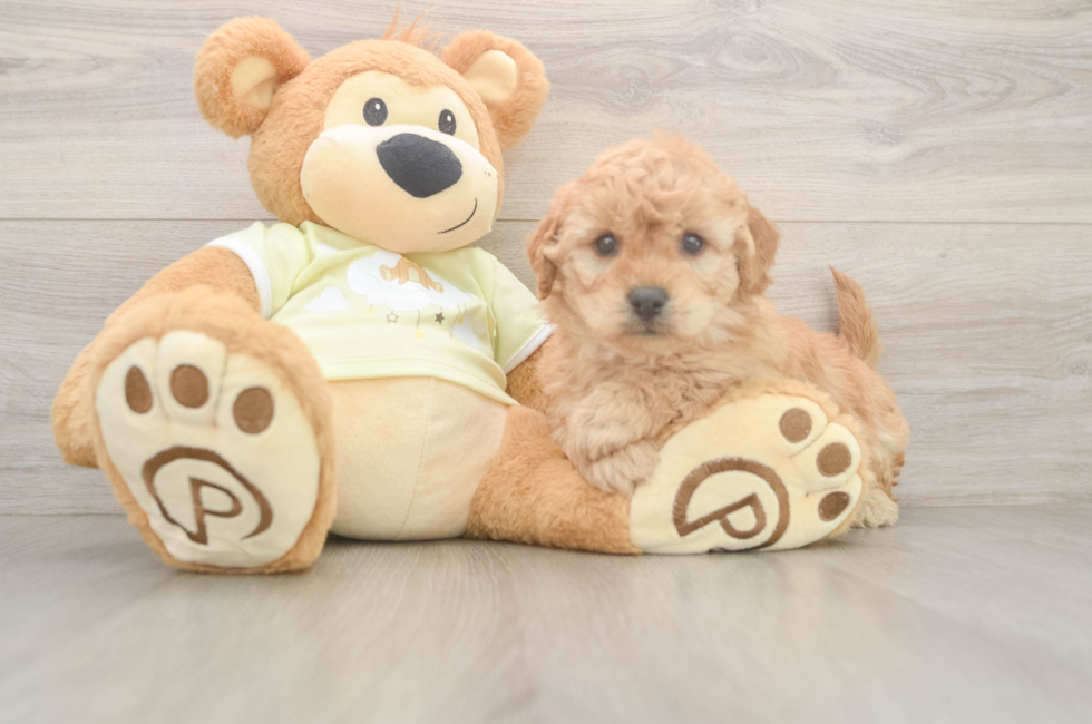 6 week old Mini Goldendoodle Puppy For Sale - Lone Star Pups