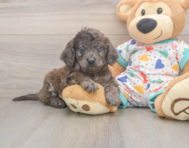 7 week old Mini Goldendoodle Puppy For Sale - Lone Star Pups