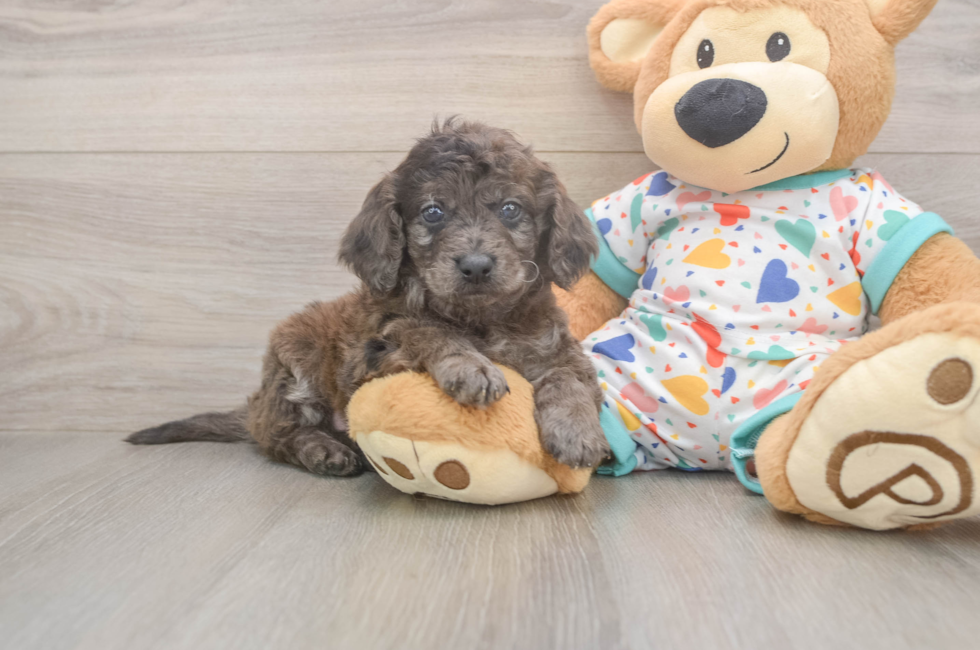 5 week old Mini Goldendoodle Puppy For Sale - Lone Star Pups