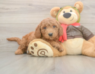 5 week old Mini Goldendoodle Puppy For Sale - Lone Star Pups