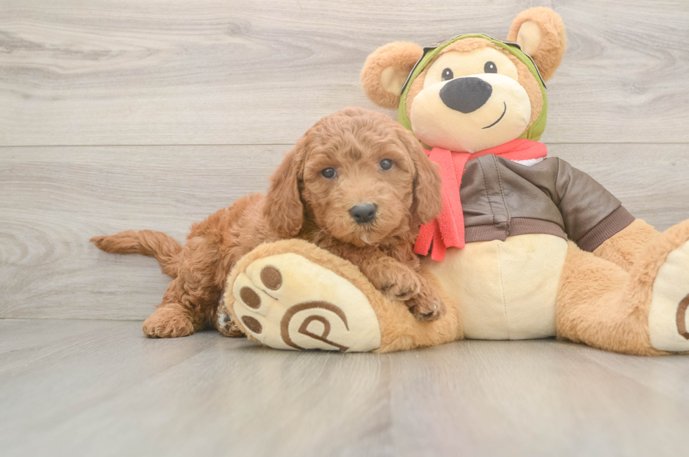 5 week old Mini Goldendoodle Puppy For Sale - Lone Star Pups
