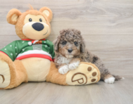 5 week old Mini Goldendoodle Puppy For Sale - Lone Star Pups