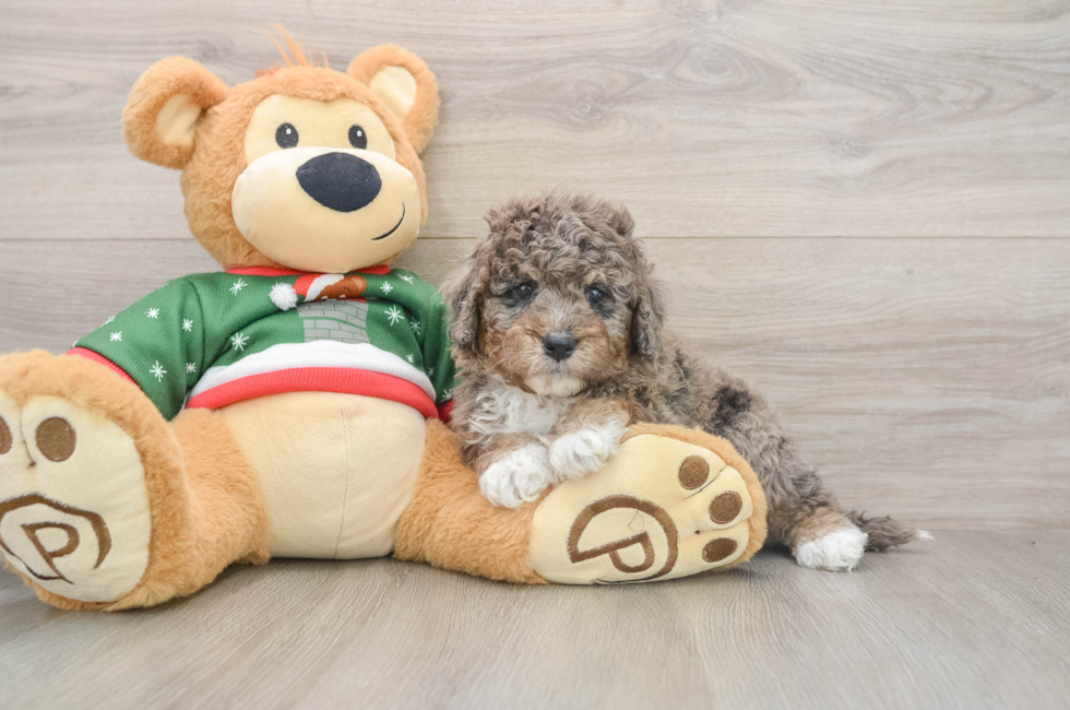 5 week old Mini Goldendoodle Puppy For Sale - Lone Star Pups