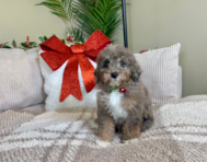 8 week old Mini Goldendoodle Puppy For Sale - Lone Star Pups