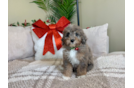 Cute Mini Goldendoodle Poodle Mix Pup