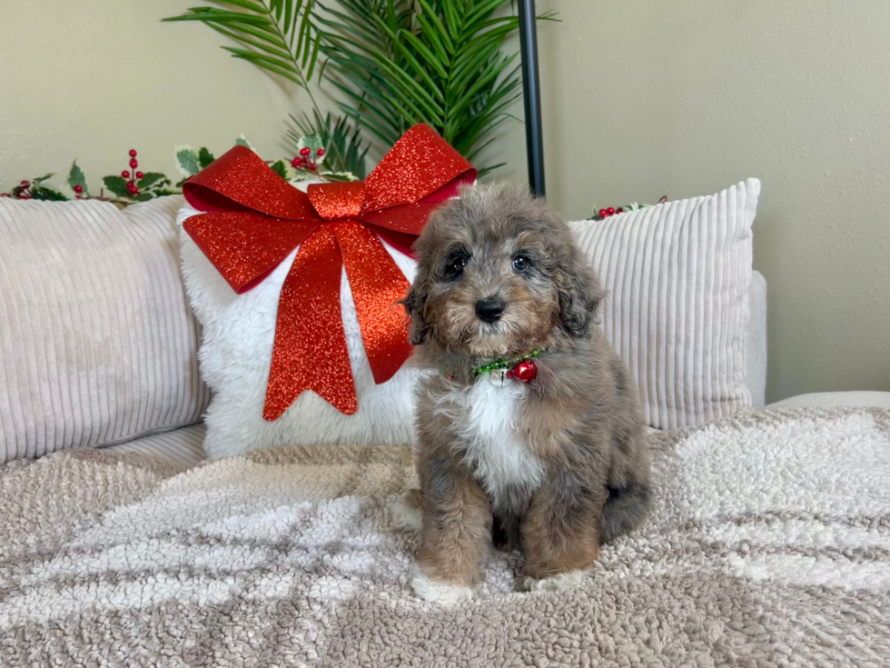 Cute Mini Goldendoodle Poodle Mix Pup